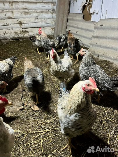 Петухи мастер грей и гриз бар