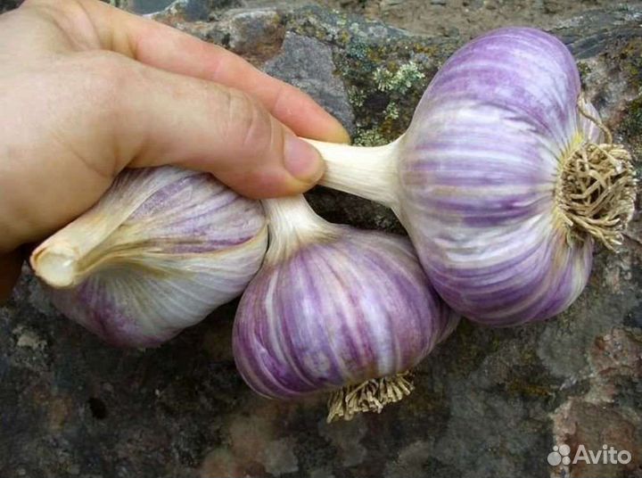 Чеснок домашний озимый