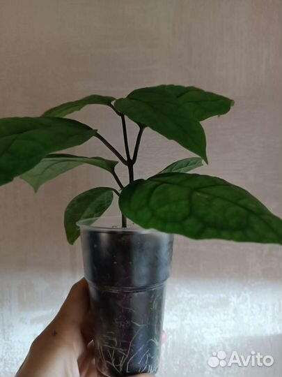 Клеродендрум Томпсона