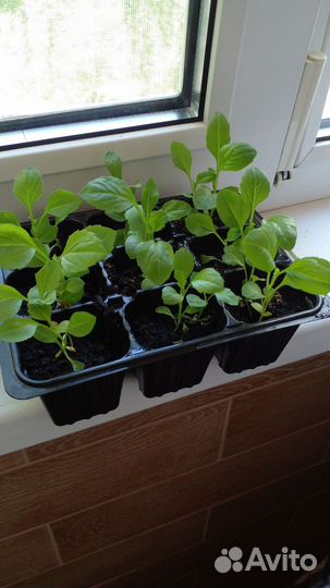 Астра Королевская