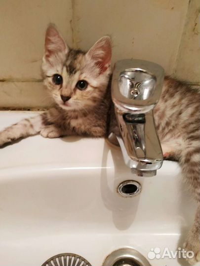 Котята в добрые руки бесплатно