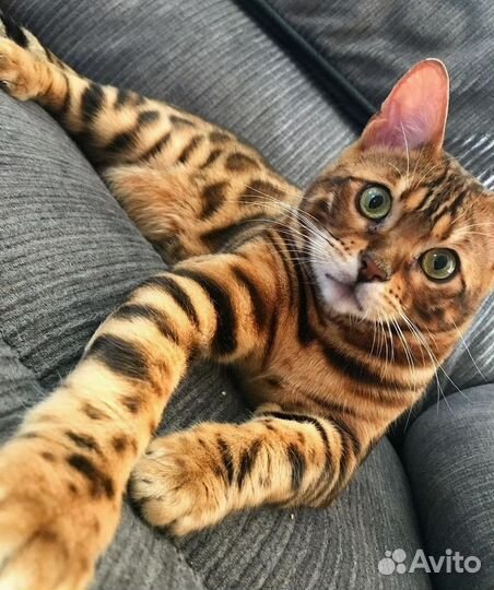 Бенгальский Кот (Вязка )