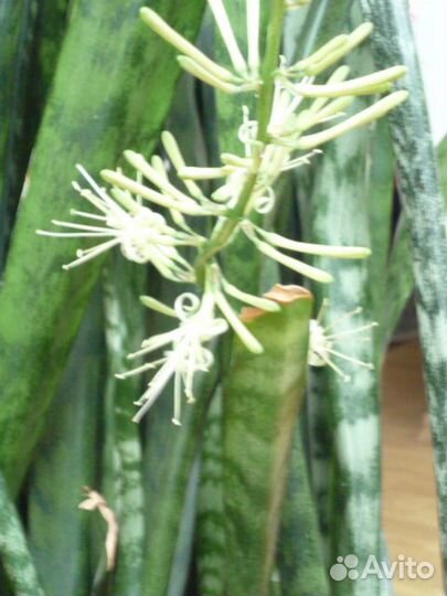 Цветок -сансевиерия (тёщин язык),охраняет дом