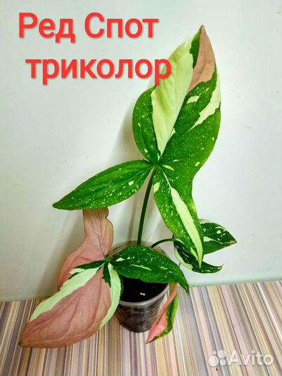 Орм Нак,Макрофиллум,Ред Спот, Венеция