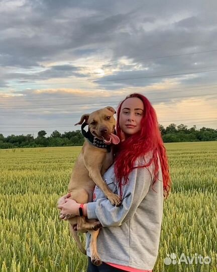 Передержка собак,Зоогостиница