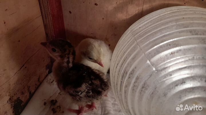 Продам пятисуточных индюшат