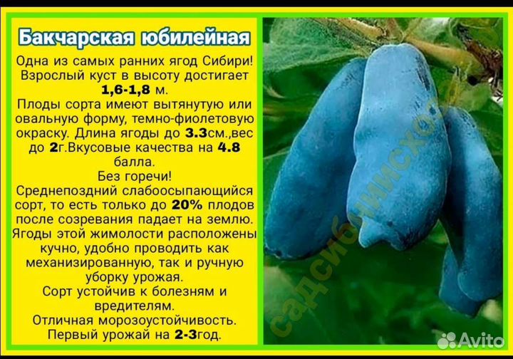 Саженцы жимолости