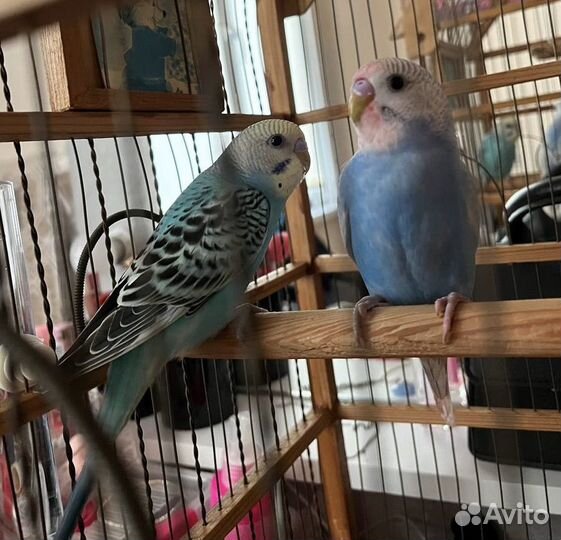 Волнистые попугаи с клеткой
