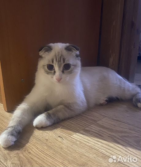 Вислоухая кошечка