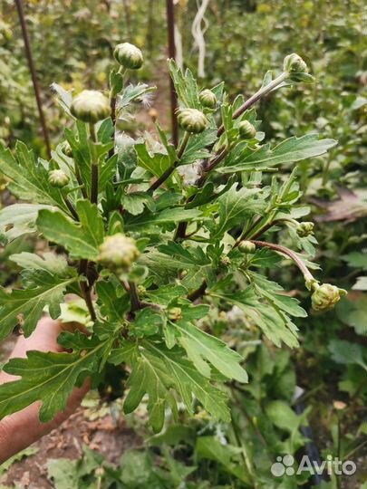 Корни веточной хризантемы