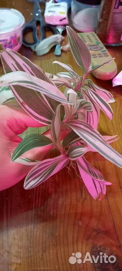 Традесканция белая