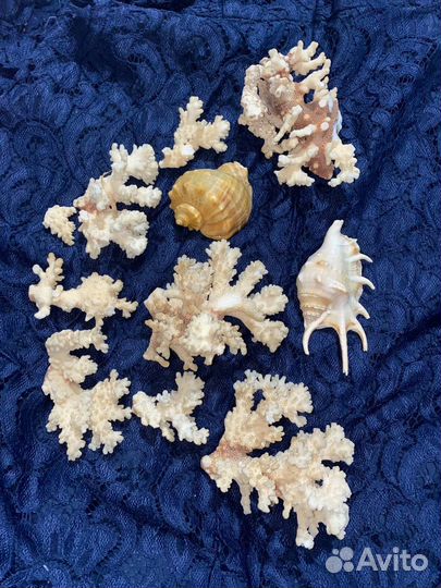 Кораллы для аквариума