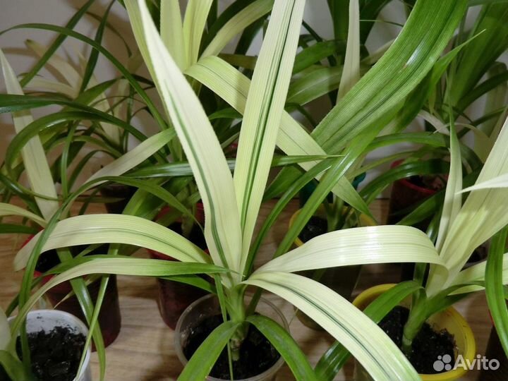 Панданус Вейча (ложная пальма)