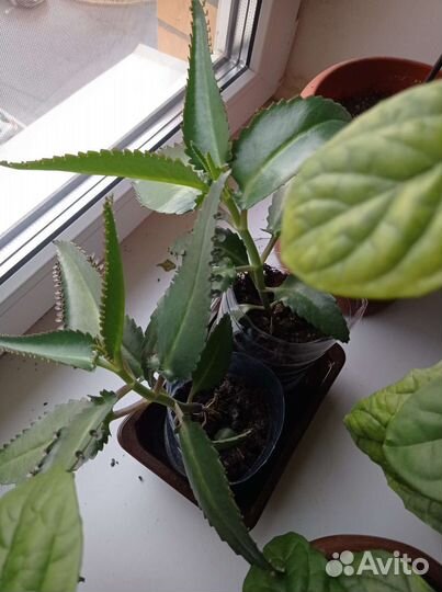 Каланхоэ лечебное