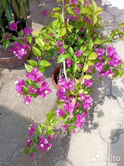 Комнатные растения цветы