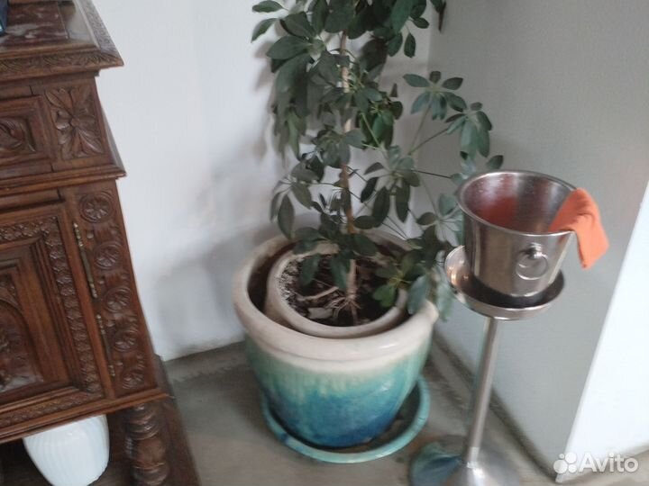 Комнатные цветы