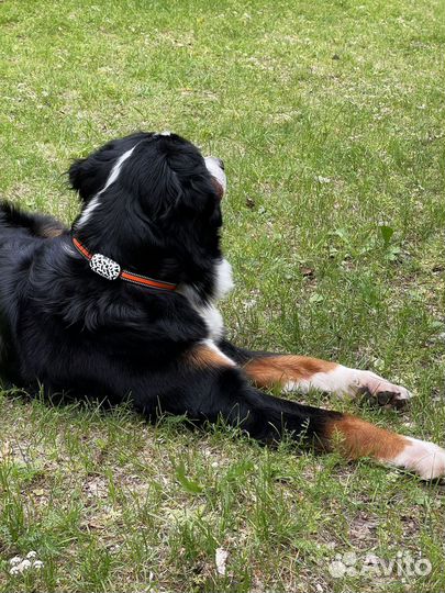 GPS трекер для животных