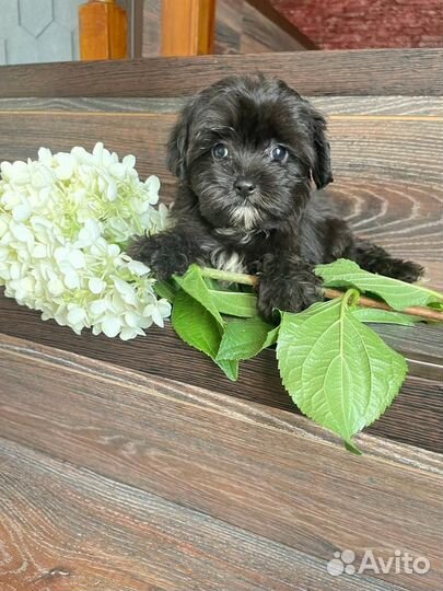 Мальтипушечки