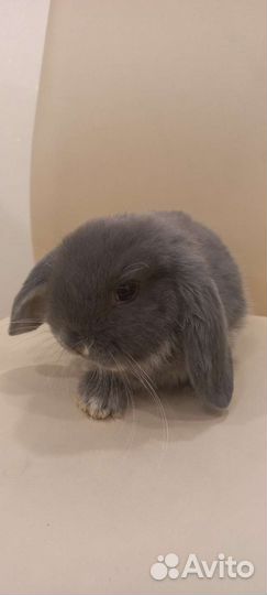 Декоративные кролики минилопы вислоухие