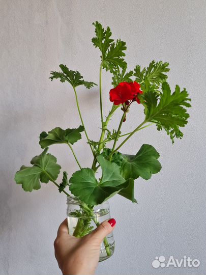 Пеларгония герань