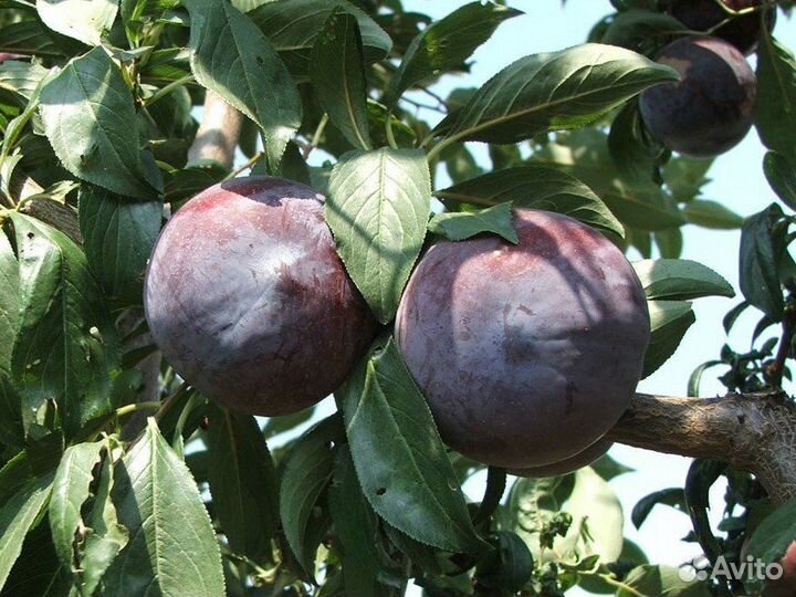 Слива Блэк Даймонд (Black Diamond) Саженцы 2 года