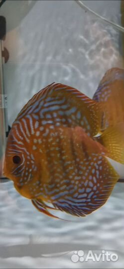 Продам Дискусов