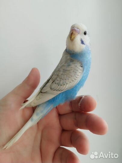 Волнистые попугаи, птенцы