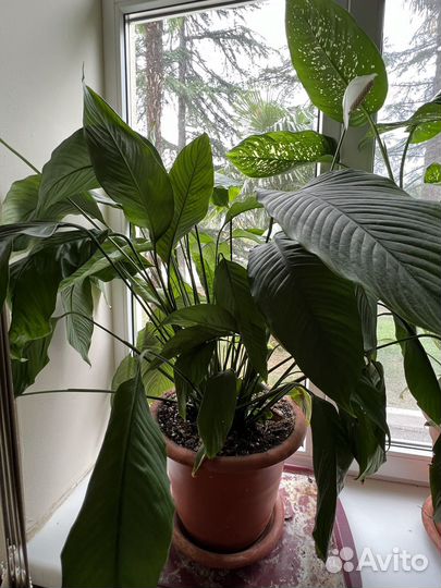 Спатифиллюм и Диффенбахия