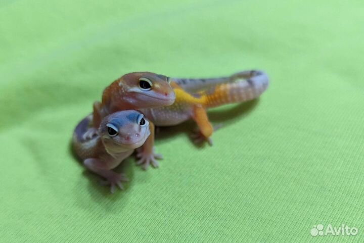 Малыши эублефары разные