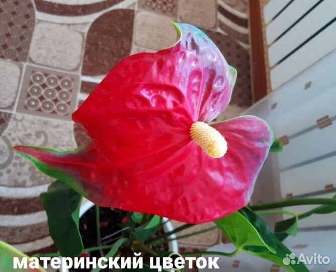Комнатные цветы антуриум