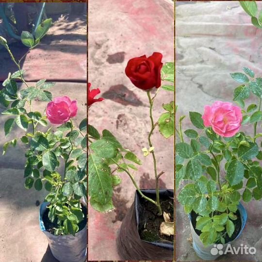 Саженцы розы Севан-Лейк