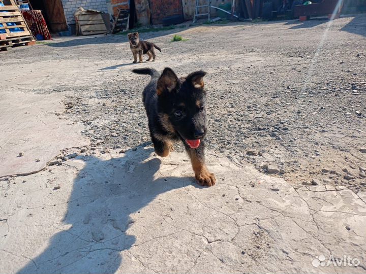 Щенки немецкой овчарки