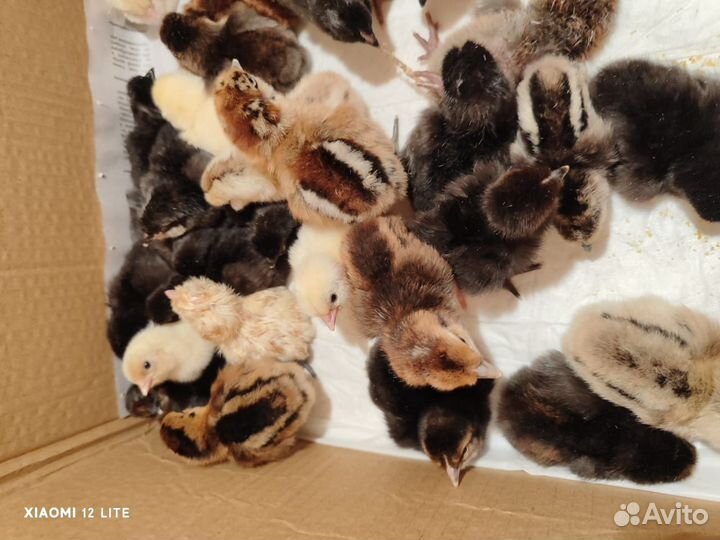 Цыпленок Лакеданзи