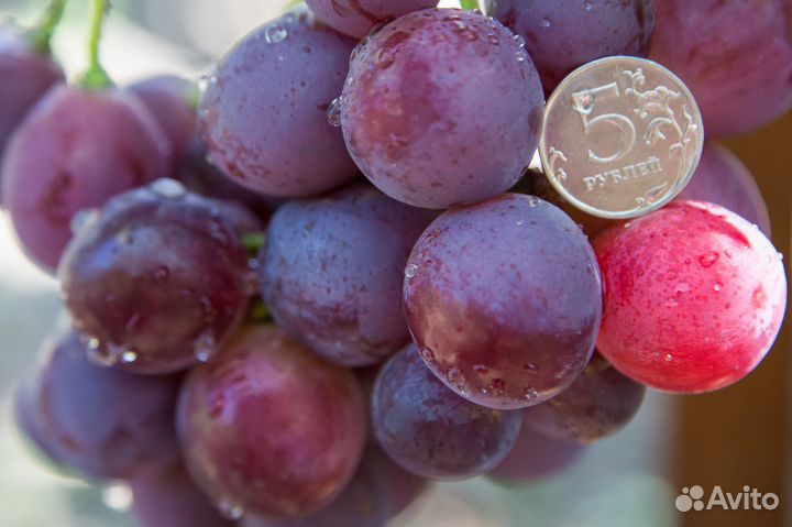 Саженцы винограда, черенки