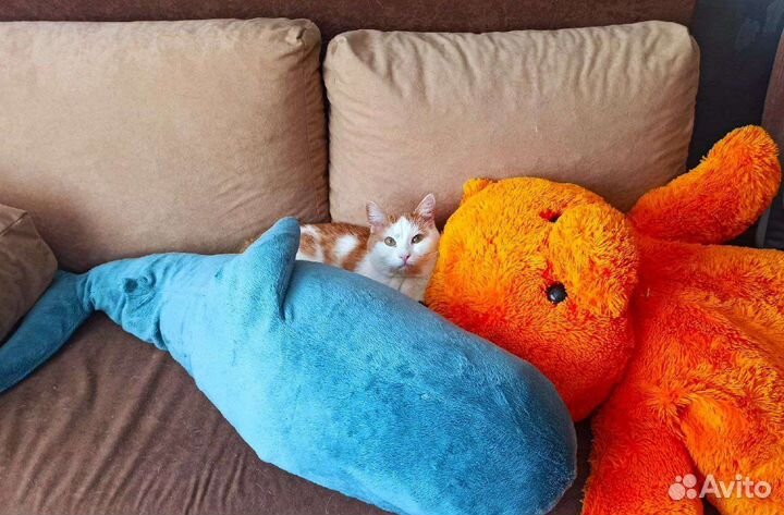 Передержка домашних животных