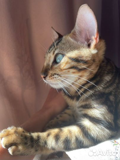 Бенгальская