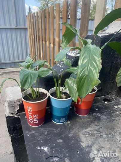 Спатифиллум 