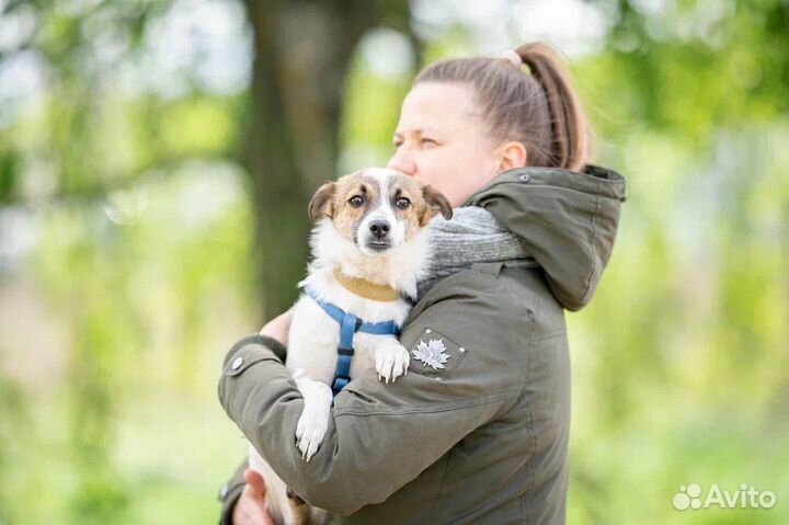 Маленькая собака в добрые руки