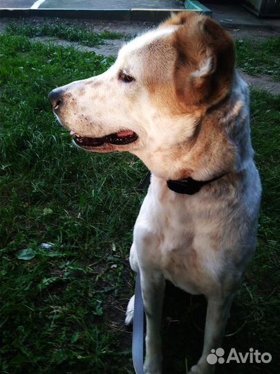 Собака Алабай девочка (1,8)