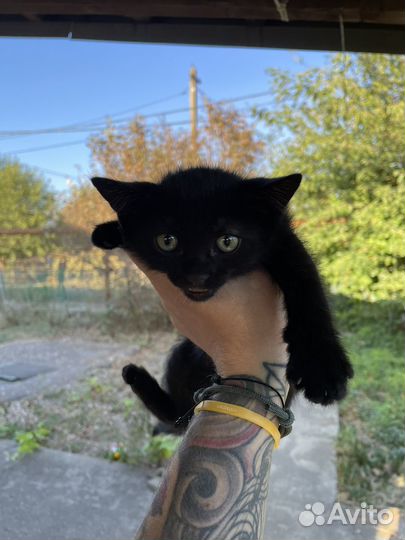 Котята в добрые руки мальчики