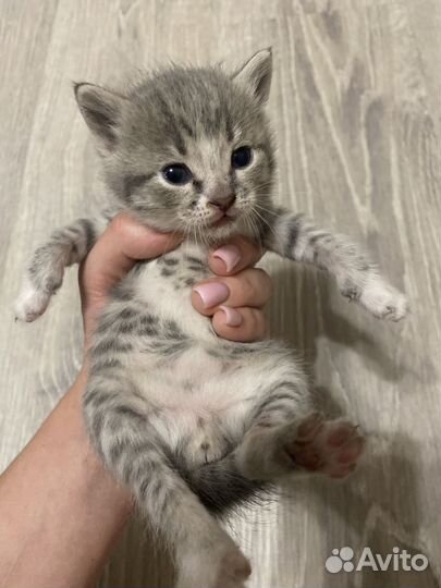 Котята шотландцы