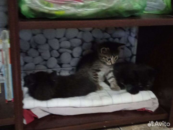 Котята в добрые руки
