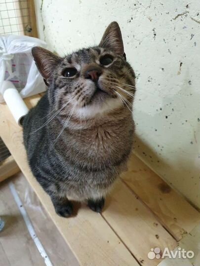 Котик в добрые руки