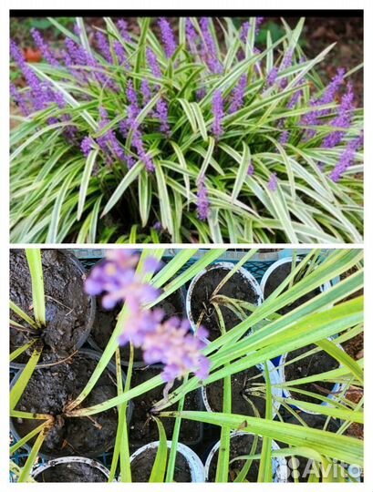 Растения для сада