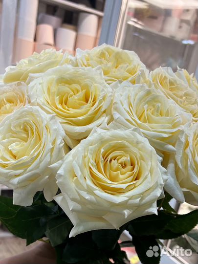 Пионовидные розы Эквадор