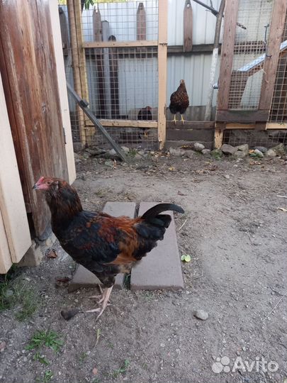 Молодые петушки (4 месяца)