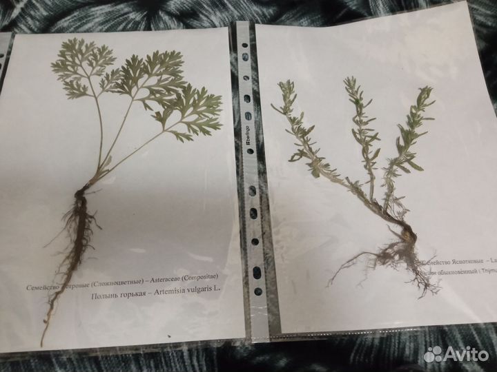 Гербарий из 20 лекарственных растений