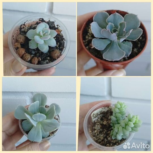 Суккуленты