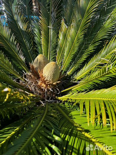 Саговая пальма