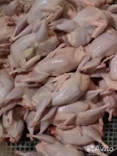 Мясо перепелов